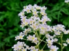 Show product details for Saxifraga Kath Dryden